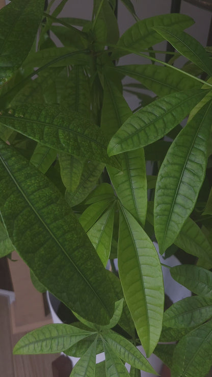 Anxiety Queen Heart - Vinyl Sticker