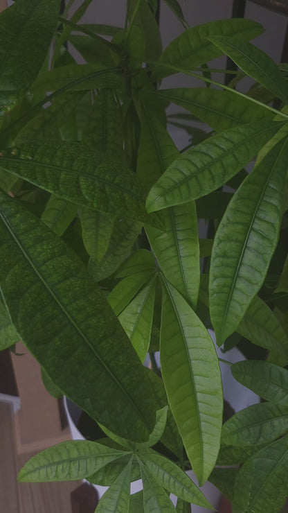 I'm Chill, I'm fabulous Popscicle - Vinyl Sticker